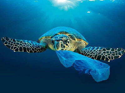 Fundação Florestal anuncia abertura de cadastro para pagamento de pescadores no projeto Mar Sem Lixo