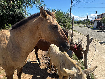 CCZ orienta proprietários sobre criação de animais de grande porte no Jaraguá