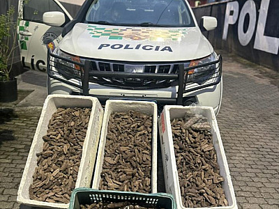 Espécie marinha ameaçada é encontrada em esquema de comércio ilegal em Ubatuba