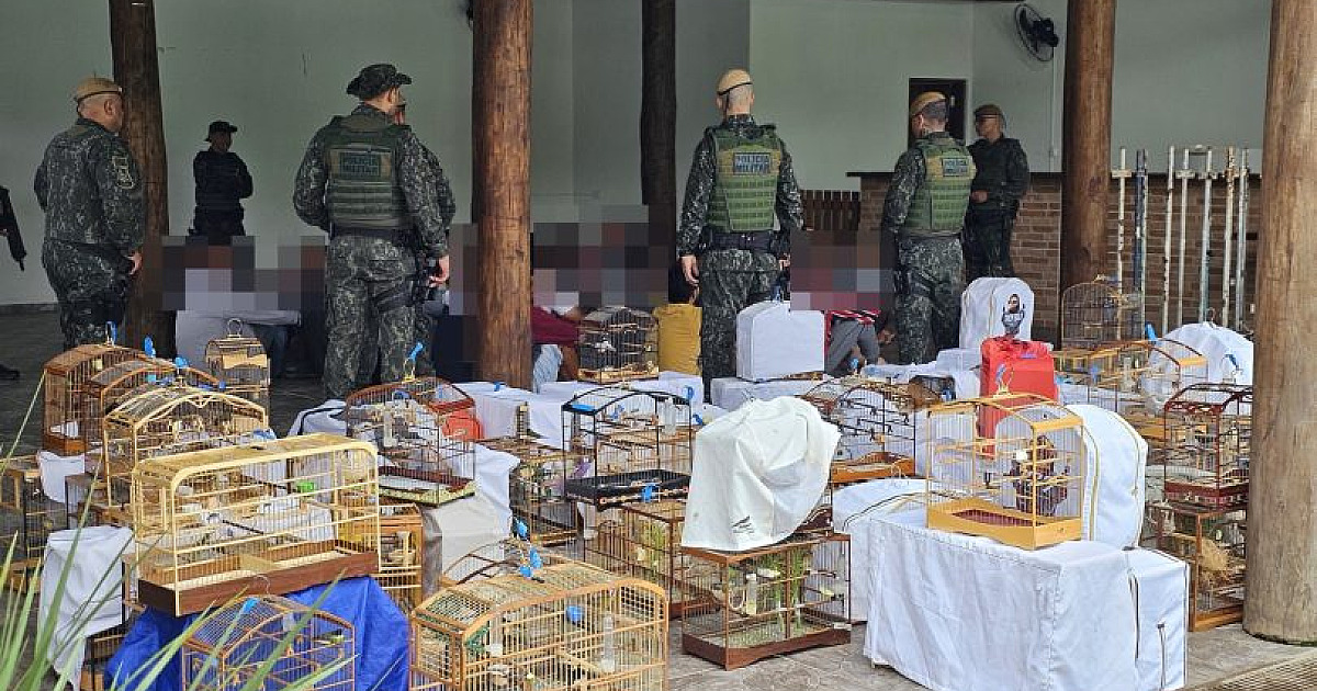 Polícia Ambiental desarticula campeonato ilegal de canto de pássaros em São Sebastião