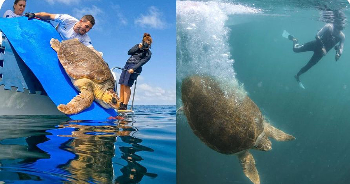 Ambientalistas comemoram soltura de tartaruga na Ilha Montão de Trigo