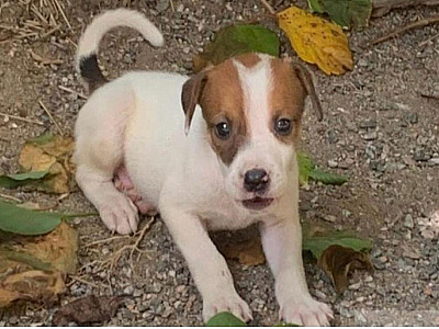 Com cães errantes e vítimas de maus tratos CCZs promovem feira de adoção em Caraguá e São Sebastião