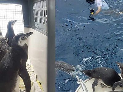Nove Pinguins de Magalhães voltam para o mar após reabilitação no Instituto Argonauta