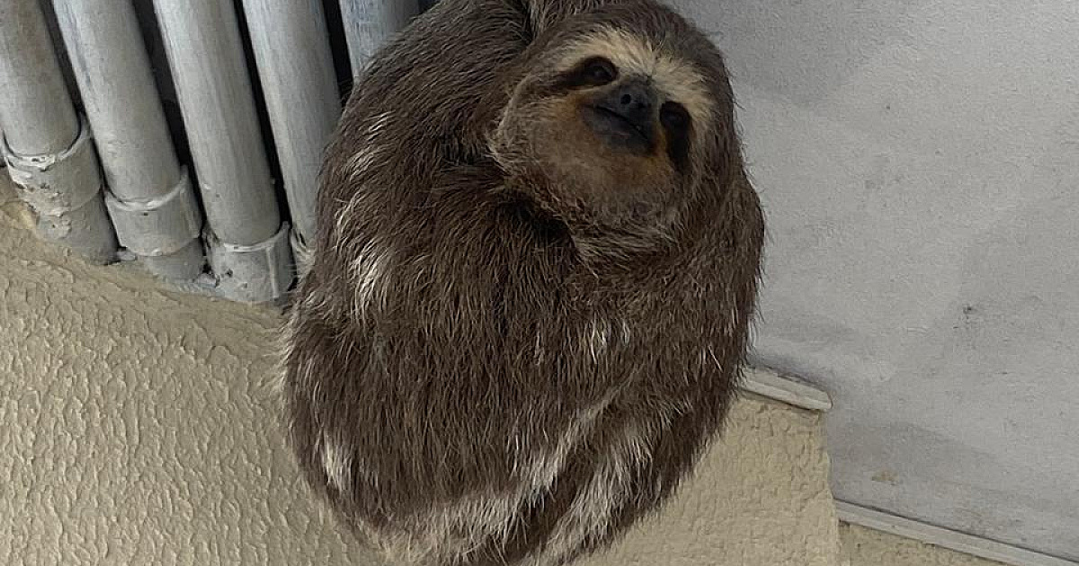 Bicho-preguiça em risco é resgatado por bombeiros