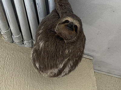 Bicho-preguiça em risco é resgatado por bombeiros