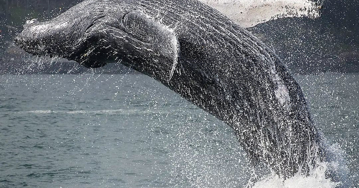 Temporada de avistamento de baleias está para começar em Ilhabela