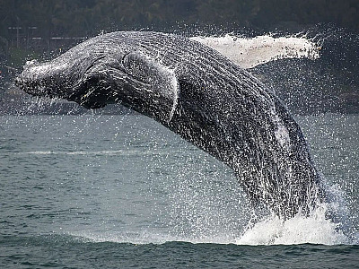 Temporada de avistamento de baleias está para começar em Ilhabela