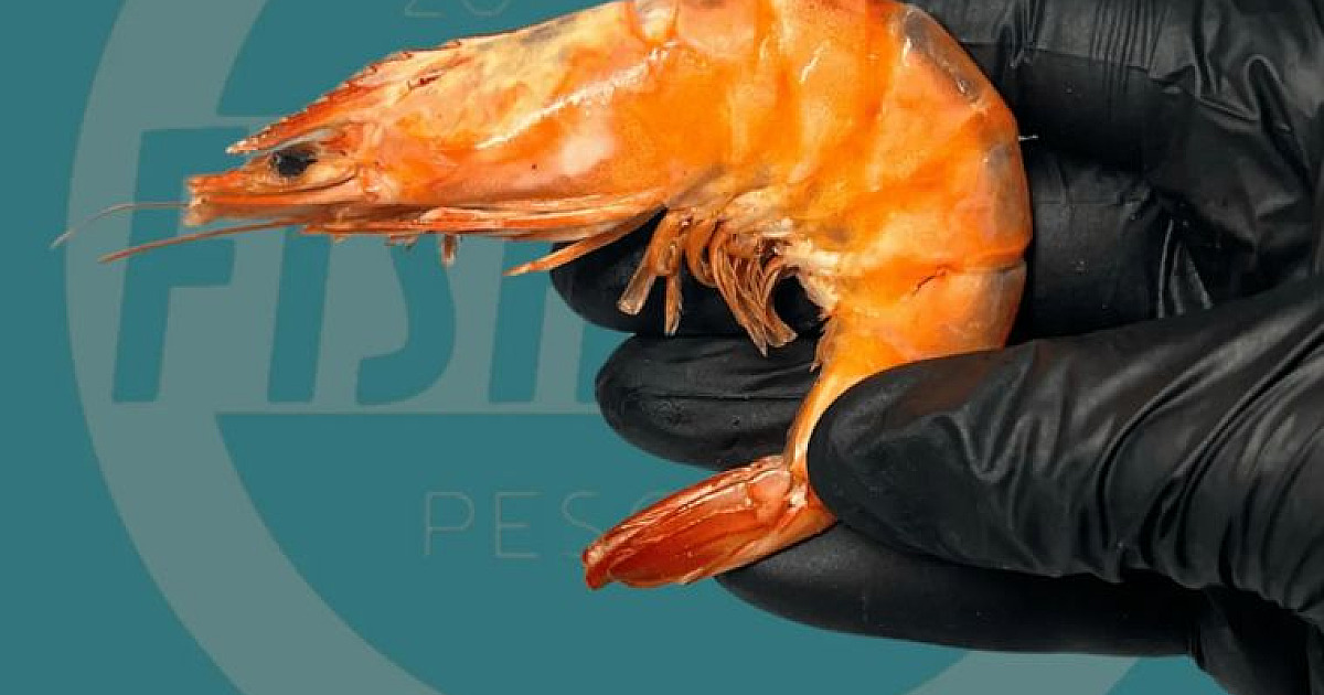 Defeso do camarão começa no Litoral Norte e restringe pesca até abril de 2026