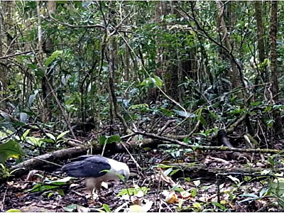 Gavião pombo aparece na serra da Tamoios para se alimentar e é visto por câmeras de monitoramento