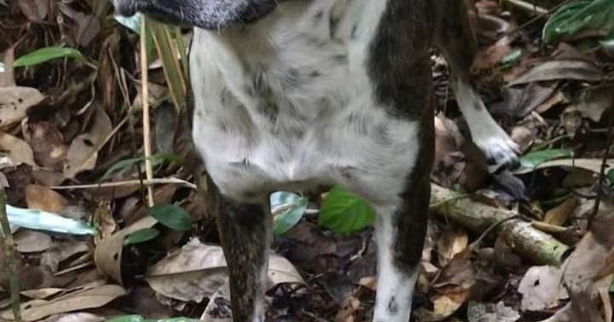 Brisado e Pretinha: sumiço de cachorros mobiliza força-tarefa em Ubatuba