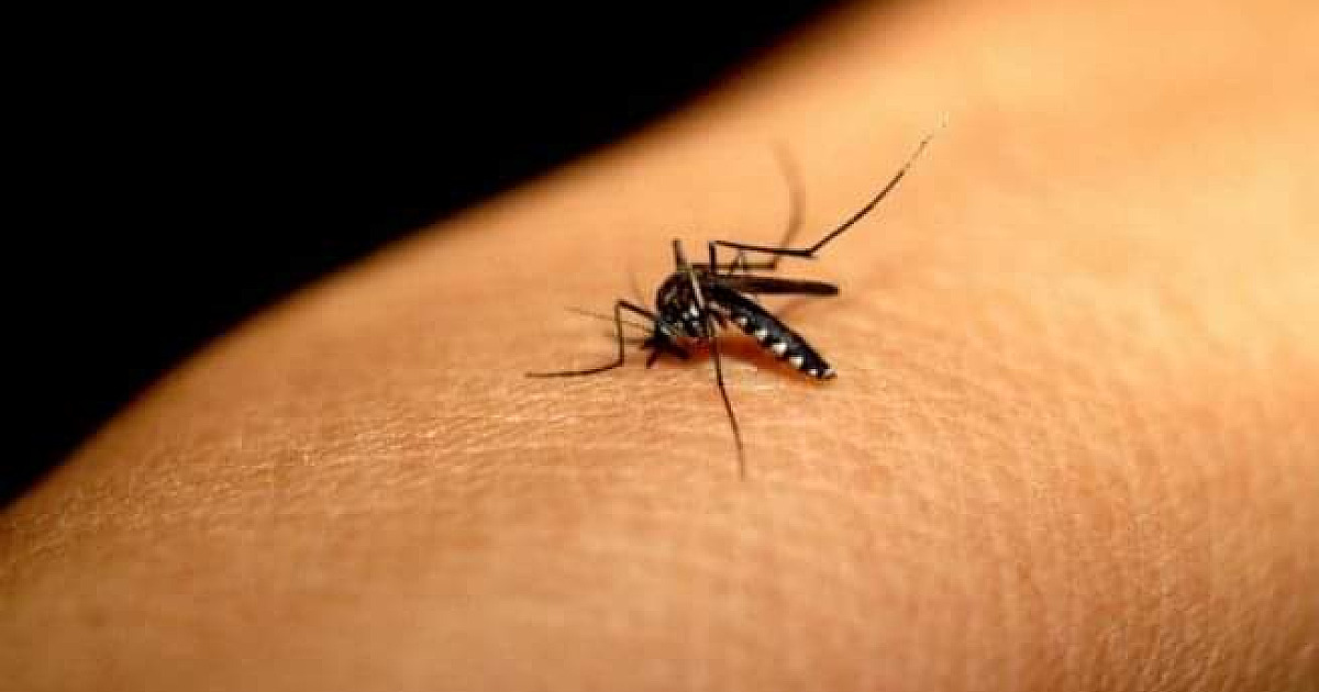 Caraguatatuba está em alerta para risco de infestação de Dengue