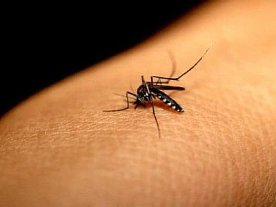 Caraguatatuba está em alerta para risco de infestação de Dengue