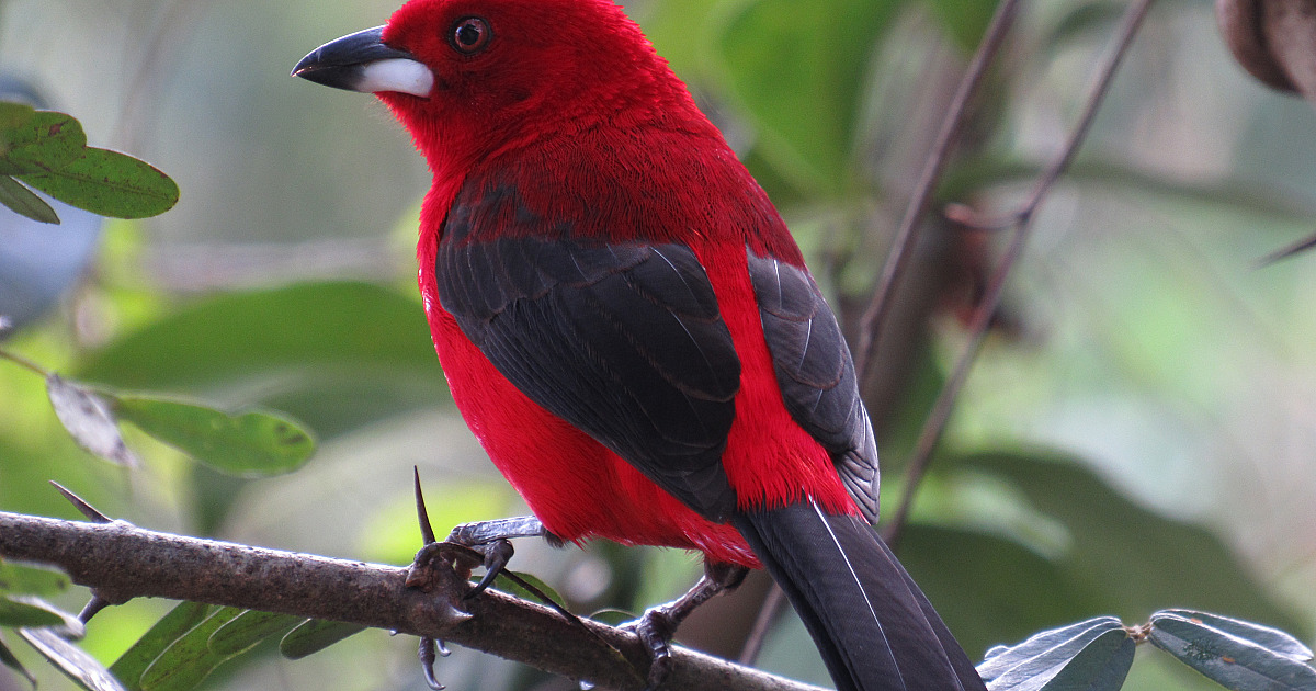 Prefeitura de Ilhabela recebe evento Bird Week em setembro
