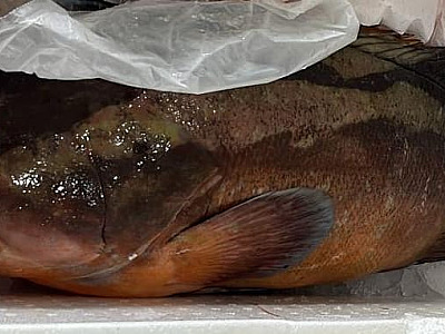 Flagrado com garoupa rara, homem joga peixe no cloro para evitar doação à instituição de caridade