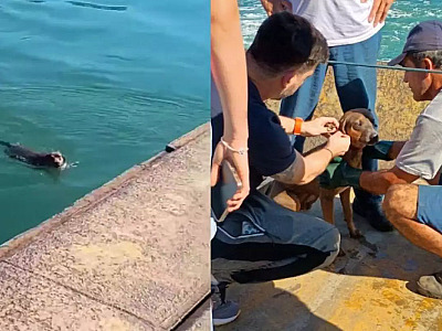 Cachorro pula no mar em travessia e interrompe balsa em São Sebastião