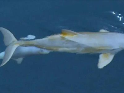Mamãe golfinho é flagrada em raro momento amamentando filhote em Ubatuba