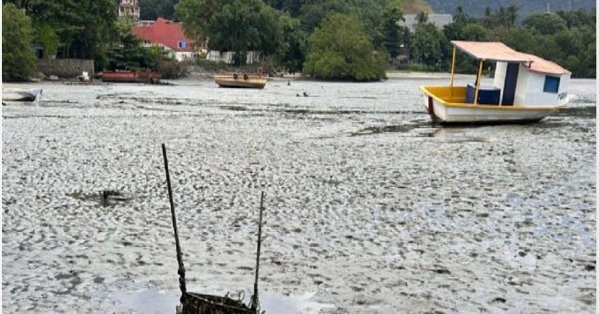 Araçá continua ameaçado por esgoto clandestino em S.S