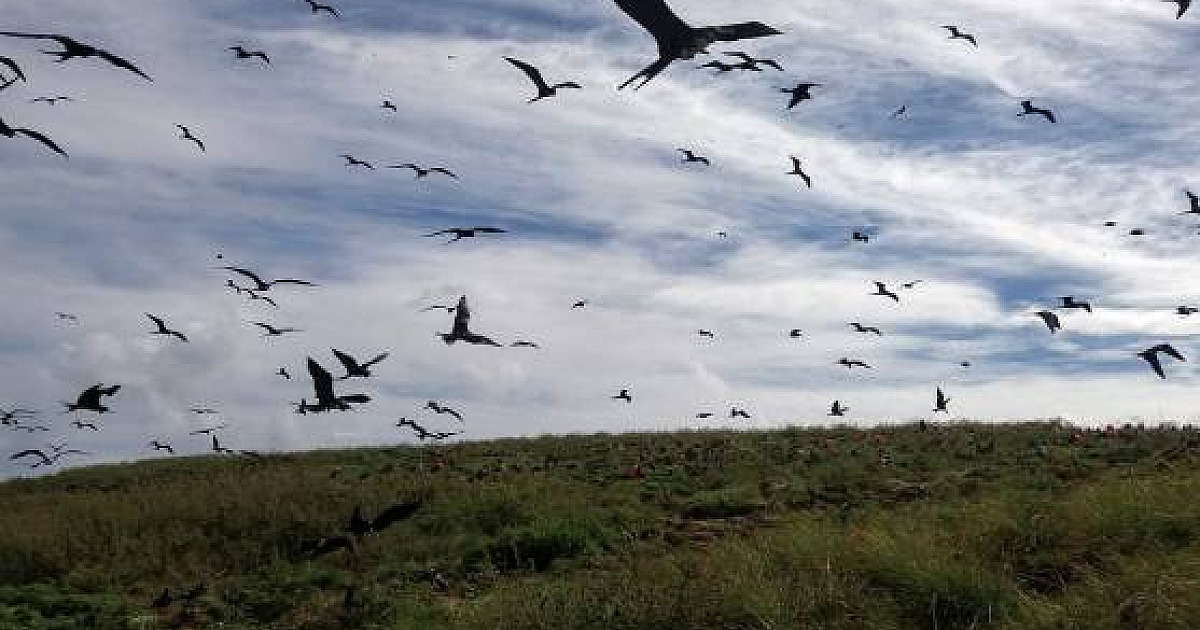 Estudo identifica presença de elementos tóxicos em aves marinhas