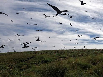 Estudo identifica presença de elementos tóxicos em aves marinhas