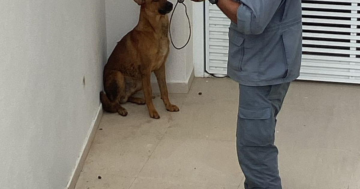 Cão agressivo é capturado pelo Corpo de Bombeiros em condomínio de Caraguatatuba