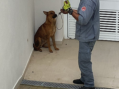 Cão agressivo é capturado pelo Corpo de Bombeiros em condomínio de Caraguatatuba