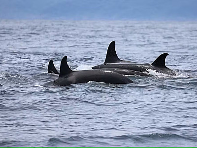 Grupo com cerca de 17 orcas é flagrado no mar de Ilhabela