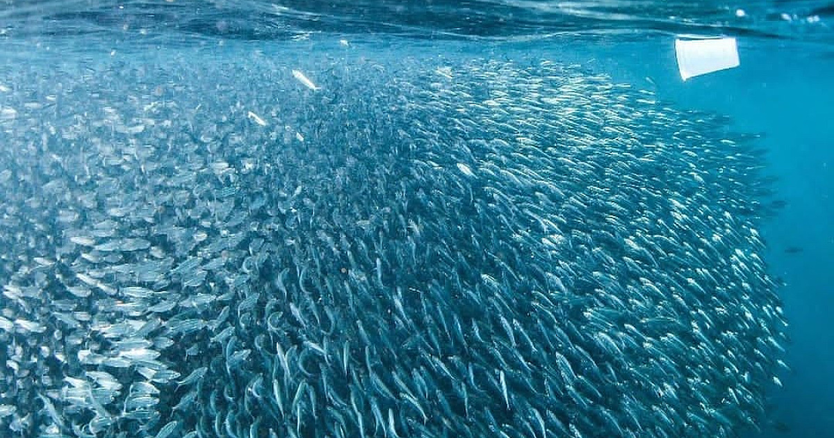 LN se movimenta para participar do Dia Mundial de Limpeza de Rios e Praias neste sábado (16)