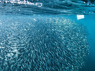LN se movimenta para participar do Dia Mundial de Limpeza de Rios e Praias neste sábado (16)
