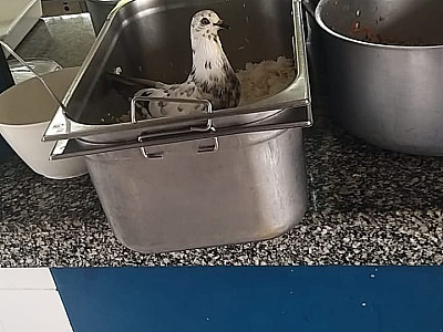 Pombos são flagrados em meio a comida dos alunos em escola de Caraguatatuba