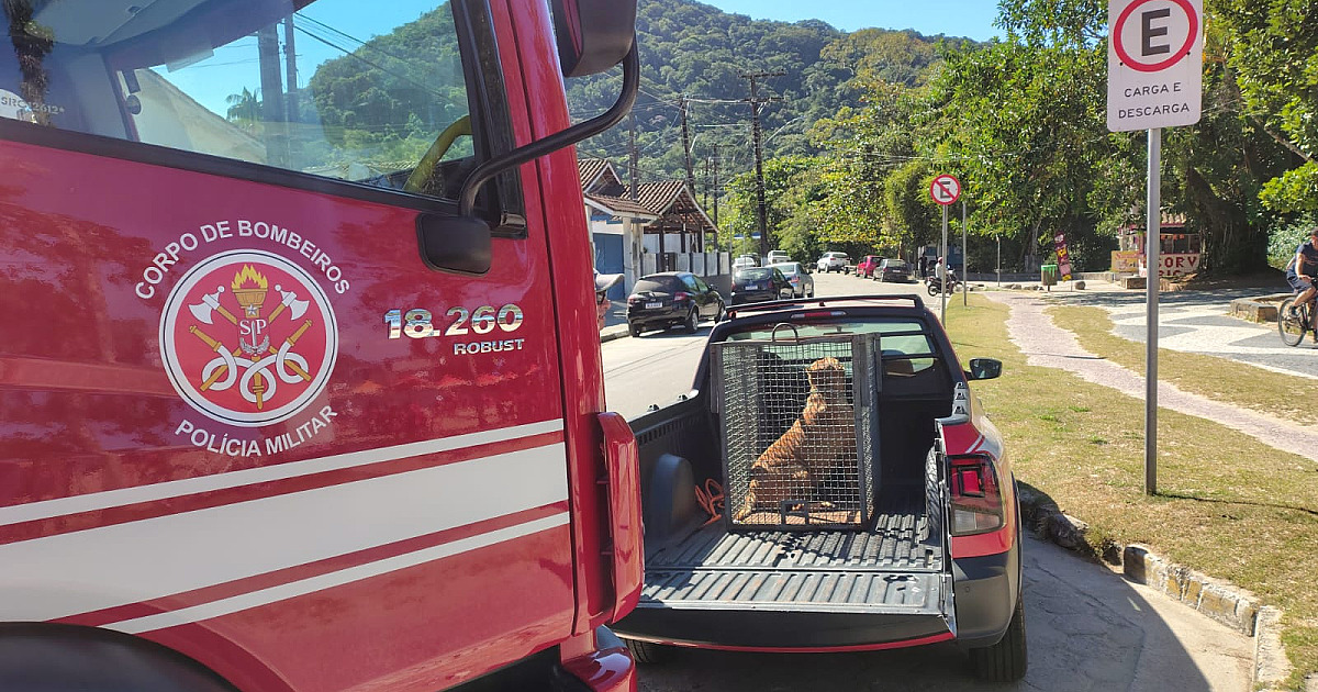 Fogo consome 2 mil metros quadrados de vegetação em Ilhabela