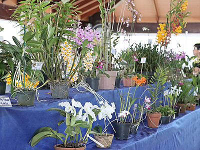 7º Caraguá Beer Festival e 44ª Exposição de Orquídeas são atrações do final de semana em Caraguatatuba