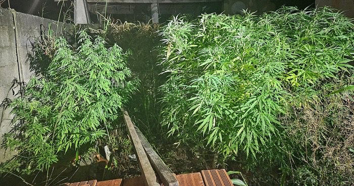 Após prender ladrão, PM descobre plantação de maconha na Costa Norte de S.S