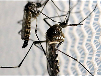 Em estado de emergência para a dengue, Ubatuba realiza mutirão no Ipiranguinha neste sábado