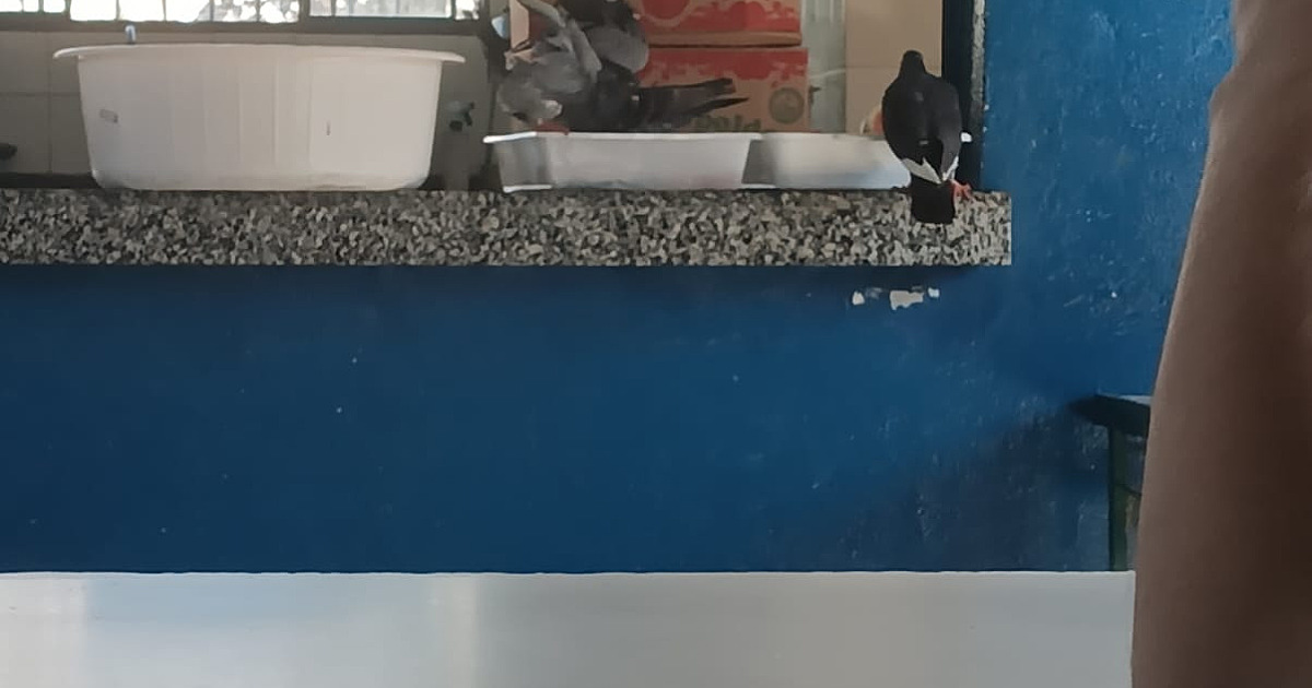 Após reportagem do JDL sobre flagrante de pombos na merenda, Vigilância Sanitária multa escola