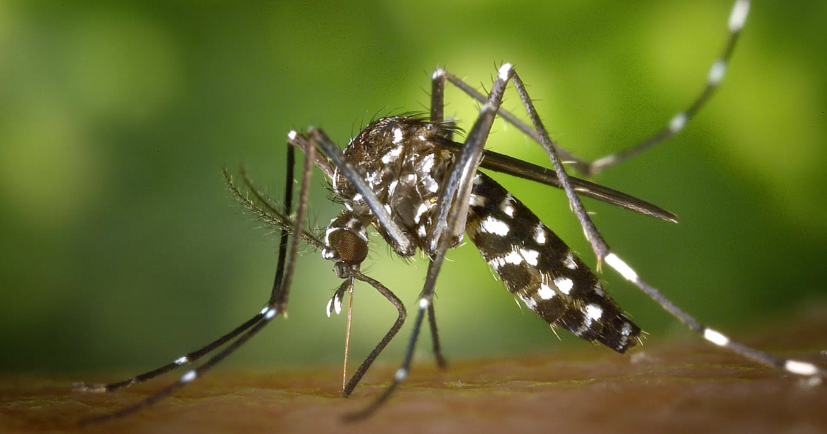 Confirmada morte de mulher por dengue em São Sebastião