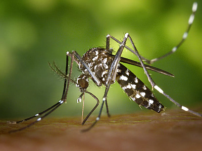 Confirmada morte de mulher por dengue em São Sebastião