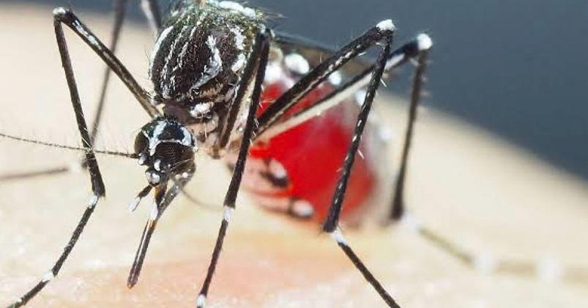 Ubatuba em alerta: cidade confirma quase 600 casos de dengue nos primeiros 50 dias do ano