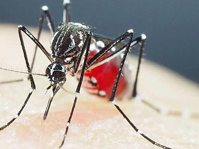 Ubatuba em alerta: cidade confirma quase 600 casos de dengue nos primeiros 50 dias do ano