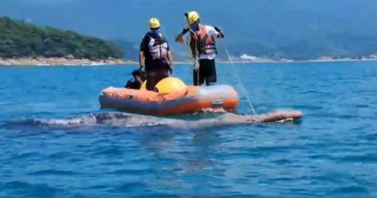 Baleia-jubarte presa em rede de pesca é resgatada e segue sob monitoramento em Ubatuba