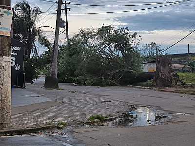 Defesa Civil registra quedas de árvores após ciclone extratropical e ventos de mais de 100 km/h no estado de SP