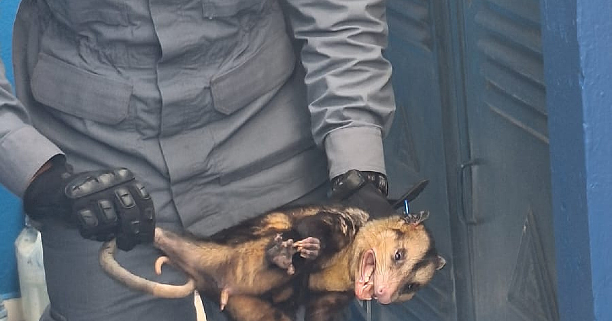 Gambá invade colégio em São Sebastião e é resgatado pelos Bombeiros
