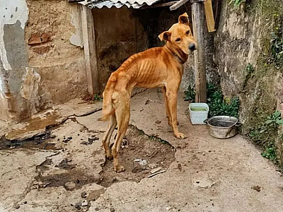 Após denúncia de maus-tratos, CRA resgata cinco animais em Ubatuba