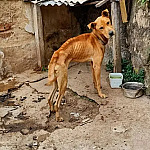 Após denúncia de maus-tratos, CRA resgata cinco animais em Ubatuba