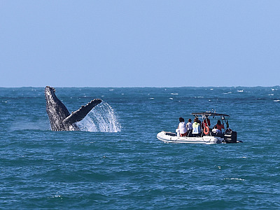 Temporada de baleias e golfinhos movimenta o inverno em Ilhabela