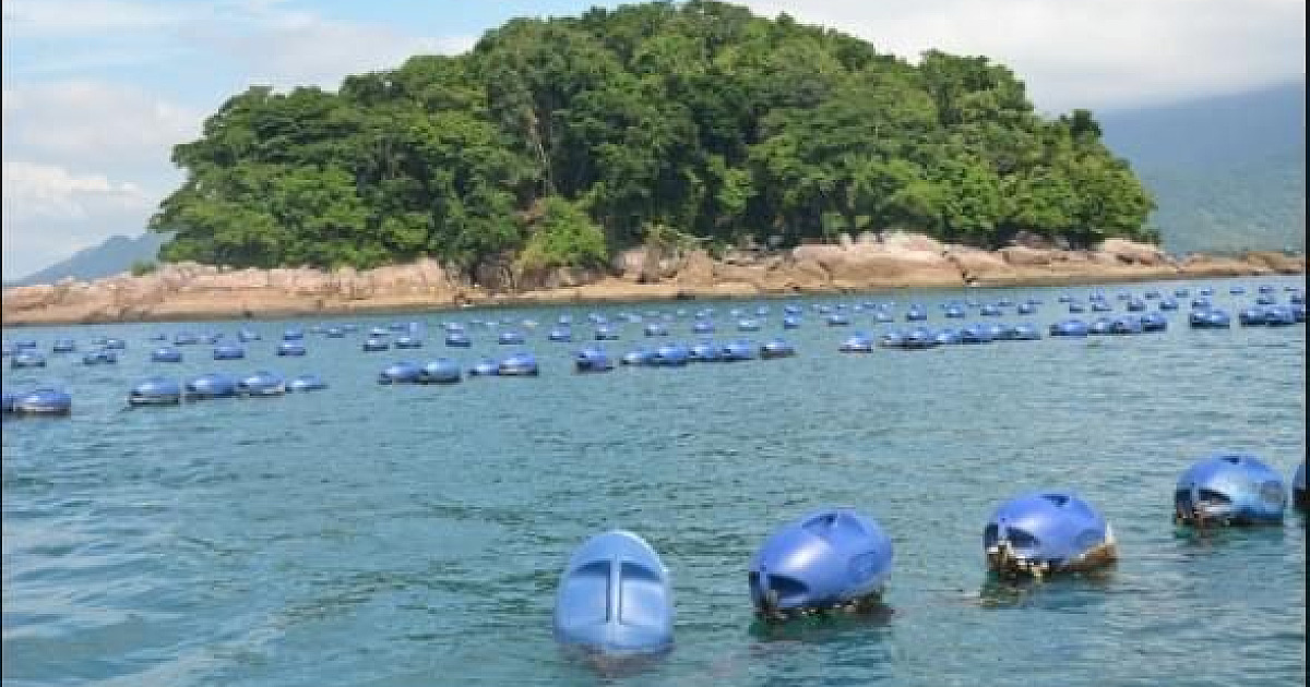 Encontrada em Caraguá, alga tóxica pode contaminar pratos com “frutos do mar”