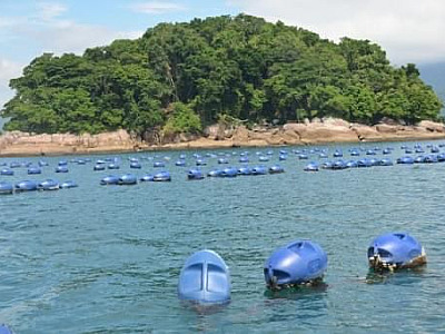 Encontrada em Caraguá, alga tóxica pode contaminar pratos com “frutos do mar”