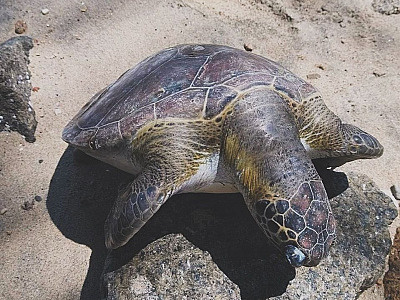 Tartaruga marinha morre atropelada por jet ski em Ilhabela