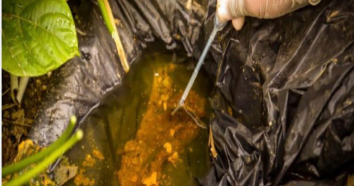 Dengue preocupa e causa mobilização em S.S para conter avanço do Aedes