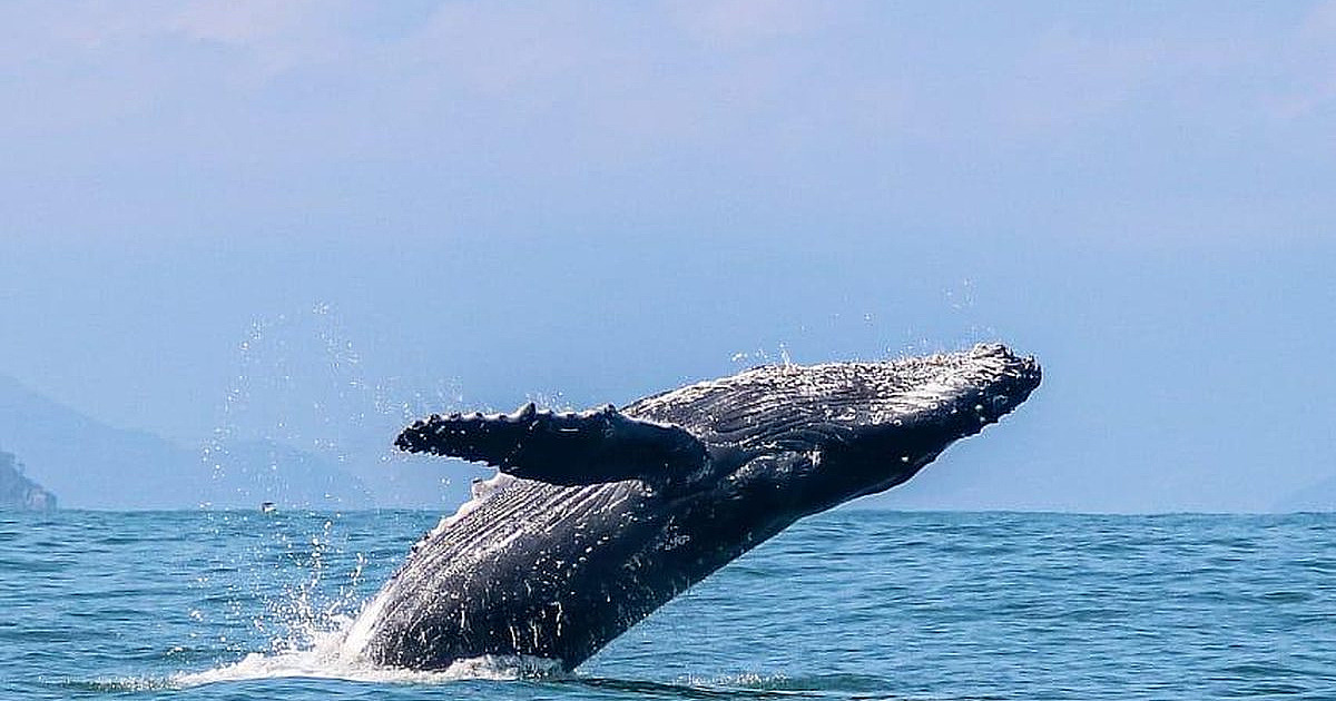 Ilhabela se prepara para temporada de baleias 2026 após ano recorde