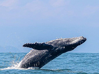 Ilhabela se prepara para temporada de baleias 2026 após ano recorde